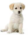 Yellow labrador puppy training