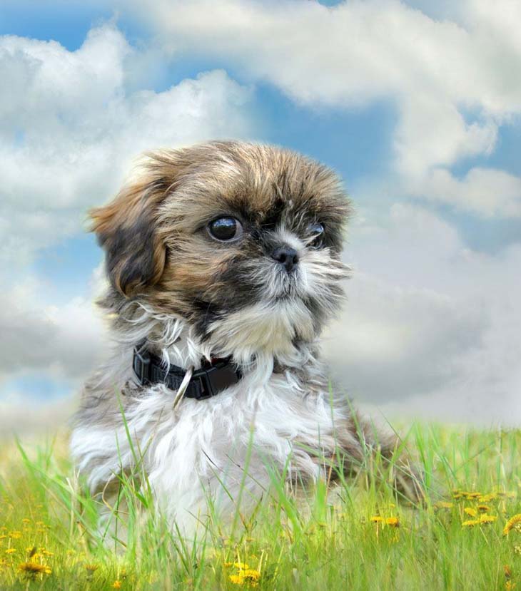 Shih Tzu Names Cute Male Female Names For Your Pup