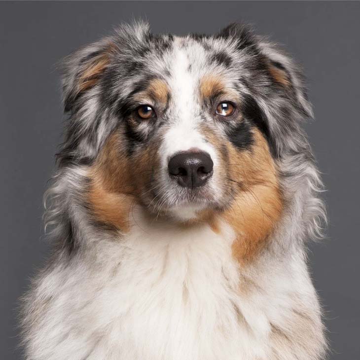 Australian Shepherd Names: Unique Male & Names For This Breed