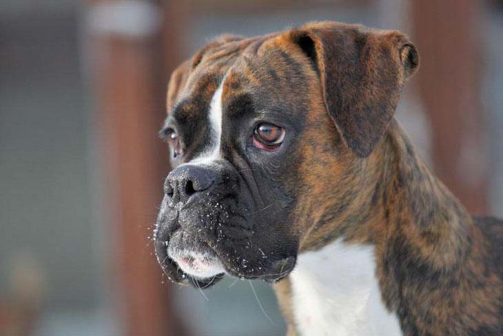 Female Boxer Dog Names Your Girl Will Love