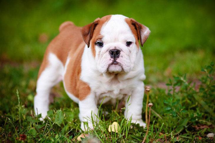 Male Bulldog Names That Your Boy Bully Will Love