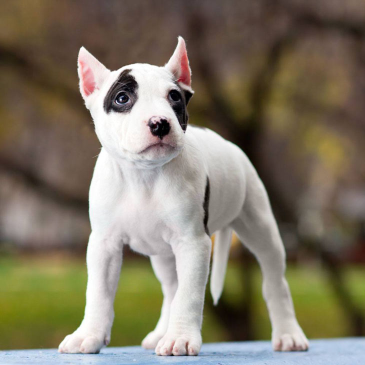 Curious Pit Bull puppy