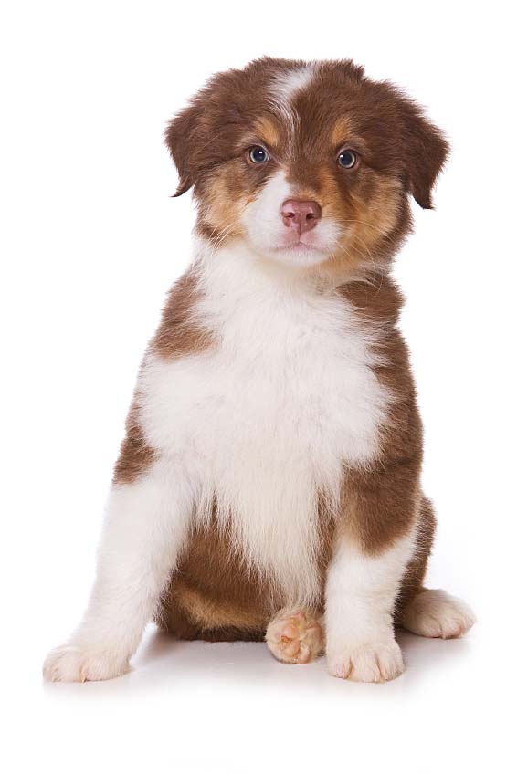 Australian Shepherd puppy hoping to go on a walk