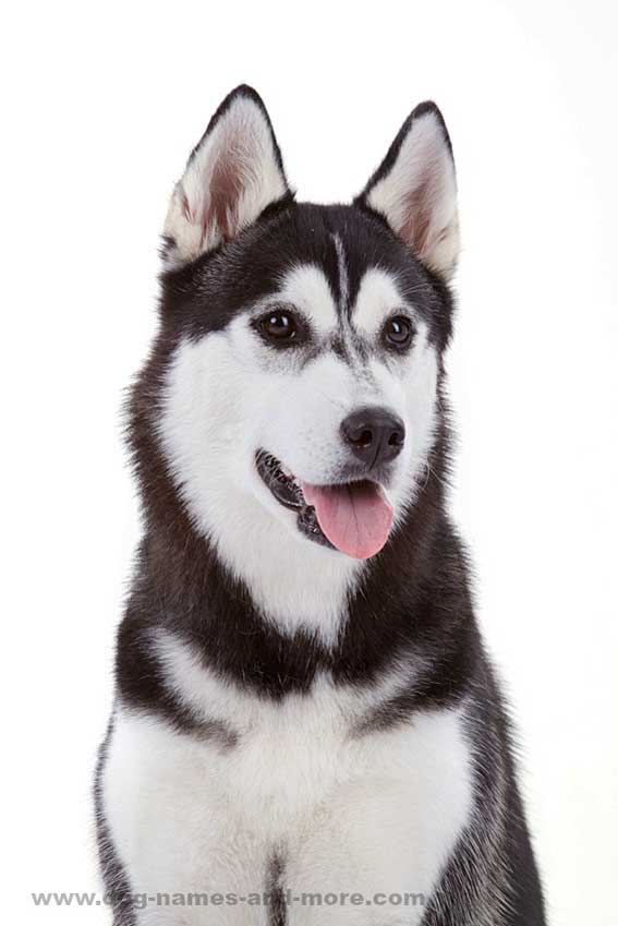 Husky beauty