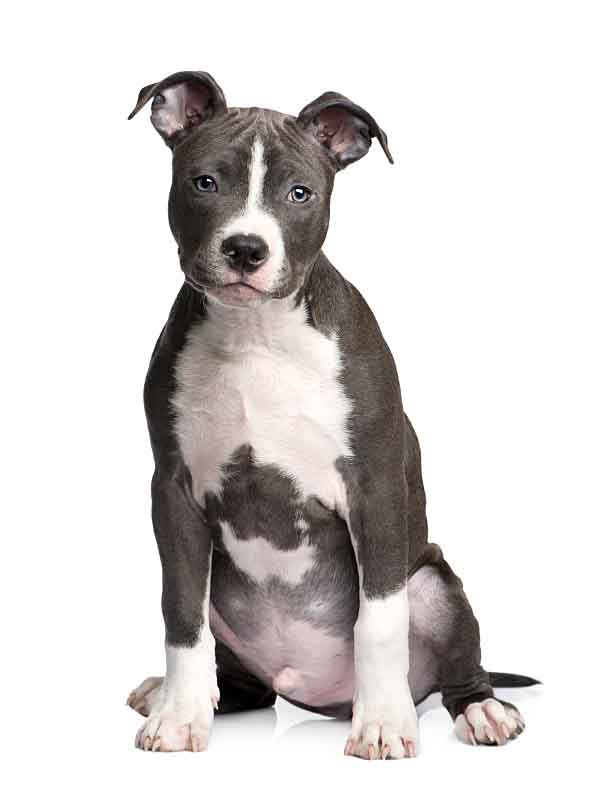 Black and white Pit Bull