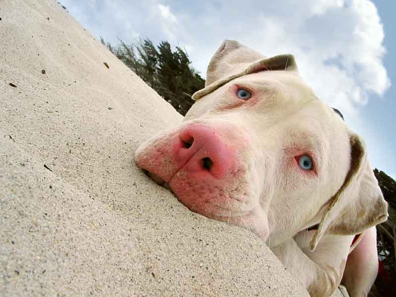 Pitbull enjoying a day at the beach