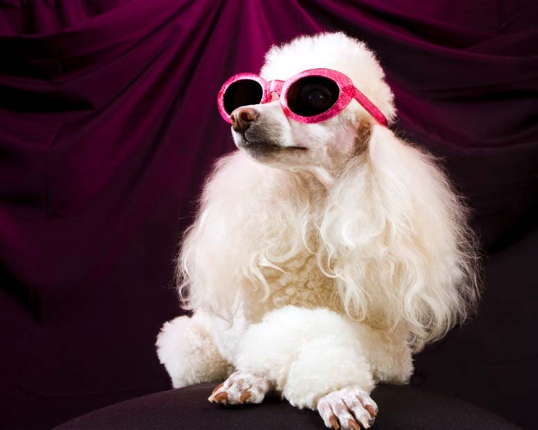 Diva Poodle