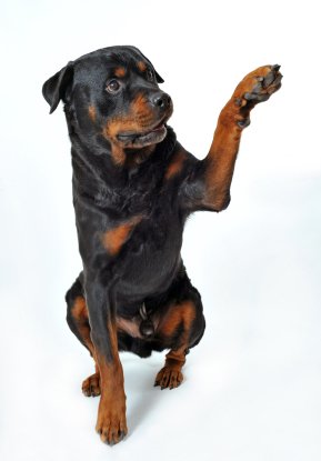 Rottweiler wanting to shake paw