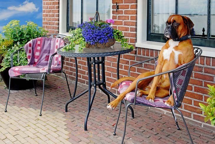 Boxer waiting for a cold drink