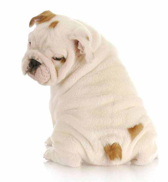 Cute Bulldog puppy bum