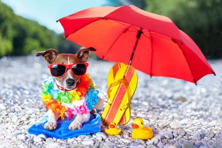 Dog enjoying a day at the beach