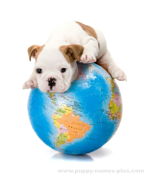 This Bulldog puppy is a world traveler