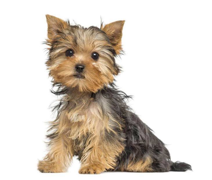 Male Yorkie Names Perfect For Cute Boys Like Yours